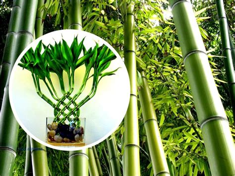 Bambu çiçek şok